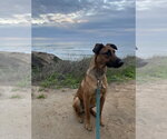 Small #2 Doberman Pinscher Mix