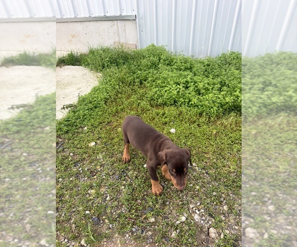Medium Photo #4 Doberman Pinscher Puppy For Sale in MONTPELIER, OH, USA
