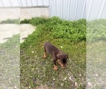 Small #3 Doberman Pinscher
