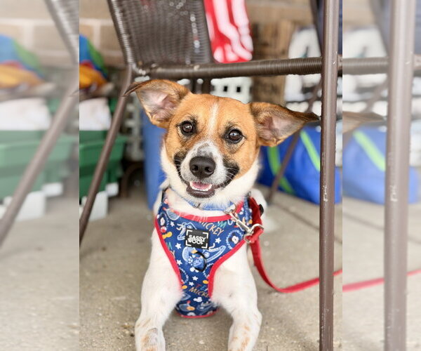 Medium Photo #11 Mutt Puppy For Sale in Mundelein, IL, USA
