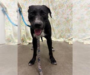 Labrador Retriever Dogs for adoption in Rosenberg, TX, USA