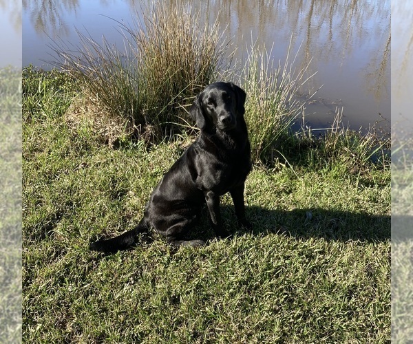 Medium Photo #1 Labrador Retriever Puppy For Sale in HARRISBURG, AR, USA