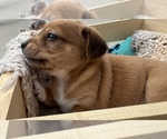 Puppy Xena Beagle-Shiba Inu Mix