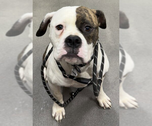 Medium Photo #1 American Bulldog Puppy For Sale in Forestville, MD, USA