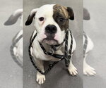 Small American Bulldog