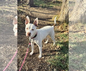 Zelle - Female American Pit Bull Terrier-German Shepherd Dog Mix Dog for Adoption - Photo #3