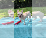 Small #7 French Bulldog