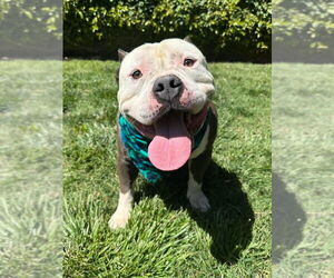 American Bulldog-American Staffordshire Terrier Mix Dogs for adoption in Redlands, CA, USA