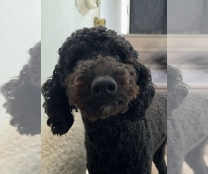 Father of the Goldendoodle (Miniature) puppies born on 04/28/2025