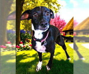 Italian Greyhound-Unknown Mix Dogs for adoption in Fallbrook, CA, USA