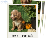 Puppy Hugo Cavapoo
