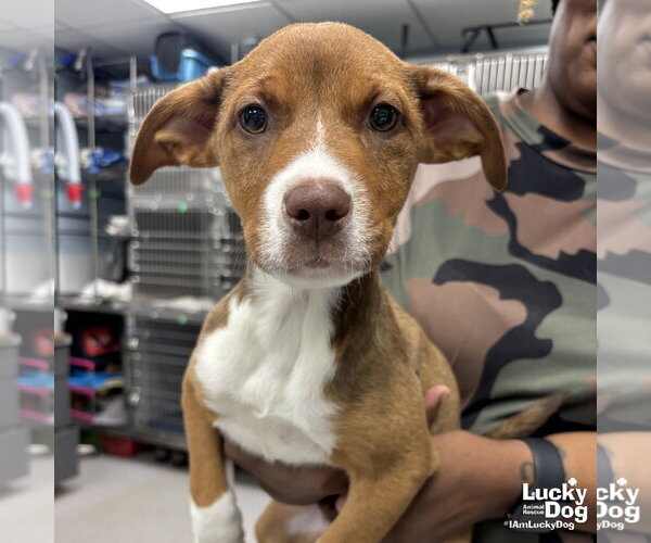 Medium Photo #1 Plott Hound-Unknown Mix Puppy For Sale in Washington, DC, USA