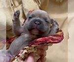 Small #1 French Bulldog