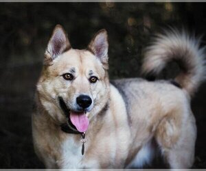 German Shepherd Dog-Huskies  Mix Dogs for adoption in Ogden, UT, USA