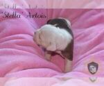 Small Photo #39 Olde English Bulldogge Puppy For Sale in WRIGHT CITY, MO, USA