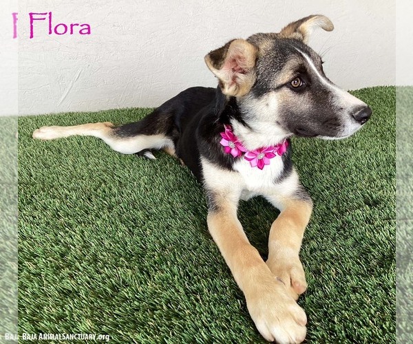 Medium Photo #4 Huskies -Unknown Mix Puppy For Sale in San Diego, CA, USA
