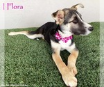 Small #3 Huskies  Mix