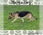 Small #5 German Shepherd Dog
