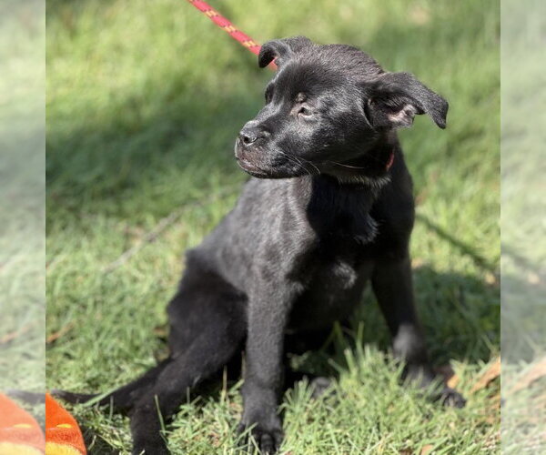 Medium Photo #4 Mutt Puppy For Sale in Yardley, PA, USA