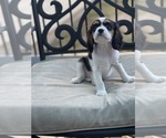 Small Photo #14 Cavalier King Charles Spaniel Puppy For Sale in BENTONVILLE, AR, USA