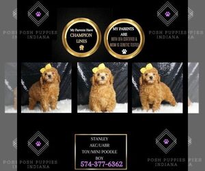 Poodle (Toy) Puppy for sale in WARSAW, IN, USA