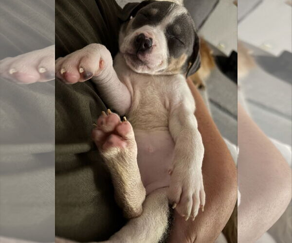 Medium Photo #5 American Staffordshire Terrier-Unknown Mix Puppy For Sale in Holly Springs, NC, USA