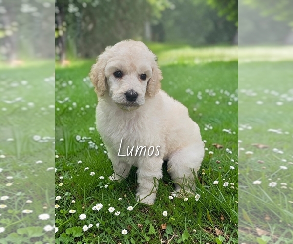Medium Photo #5 Poodle (Standard) Puppy For Sale in ROMEOVILLE, IL, USA