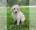 Puppy Lumos Poodle (Standard)