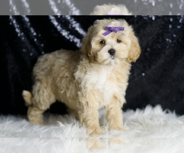 Medium Photo #3 Maltipoo Puppy For Sale in WARSAW, IN, USA