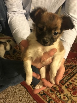 Medium Photo #4 Papillon Puppy For Sale in CO SPGS, CO, USA