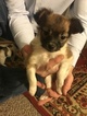 Small Photo #4 Papillon Puppy For Sale in CO SPGS, CO, USA