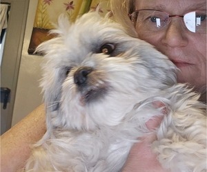 Father of the Havanese-Mal-Shi Mix puppies born on 06/14/2025