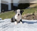 Small Photo #11 Boston Terrier Puppy For Sale in MILLERSBURG, OH, USA