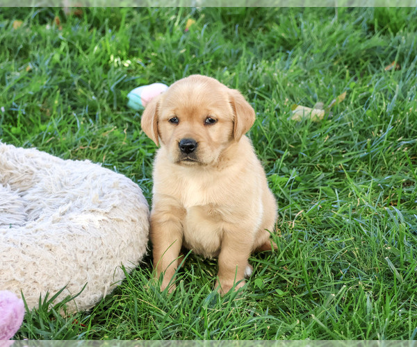 Medium Photo #1 Golden Labrador Puppy For Sale in SYRACUSE, IN, USA