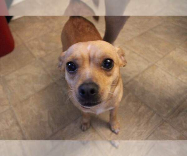 Medium Photo #1 Jack Chi Puppy For Sale in YUMA, AZ, USA