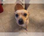 Small Photo #1 Jack Chi Puppy For Sale in YUMA, AZ, USA