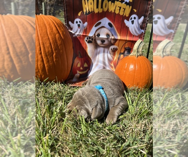 Medium Photo #13 Labrador Retriever Puppy For Sale in NEOLA, WV, USA