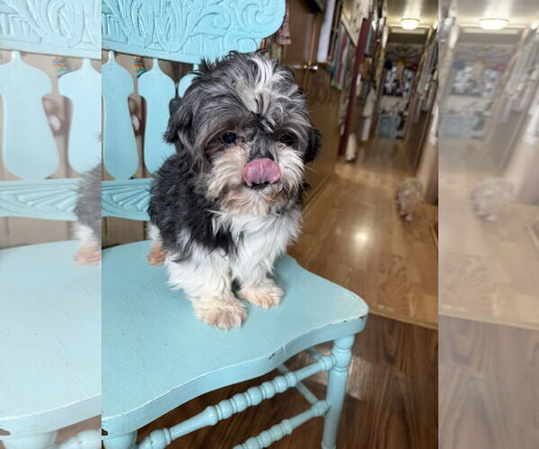 Medium Photo #3 Shih Tzu Puppy For Sale in Sioux Falls, SD, USA