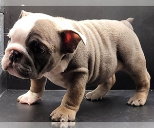 English Bulldog Puppy for sale in BRANDON, FL, USA
