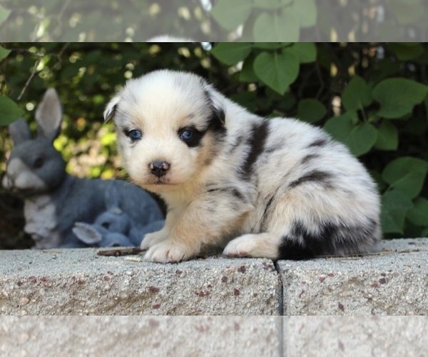 Medium Photo #4 Australian Shepherd Puppy For Sale in ACTON, CA, USA