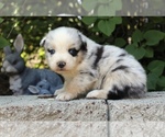 Small Photo #4 Australian Shepherd Puppy For Sale in ACTON, CA, USA