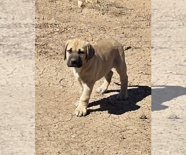 Medium Photo #1 Anatolian Shepherd-Cane Corso Mix Puppy For Sale in ALBUQUERQUE, NM, USA