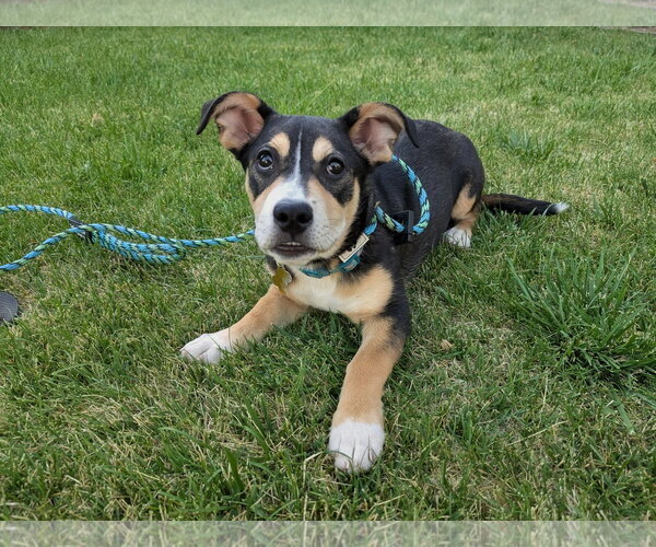 Medium Photo #3 Mutt Puppy For Sale in Sandy, UT, USA