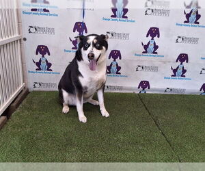 Siberian Husky-Unknown Mix Dogs for adoption in Orlando, FL, USA