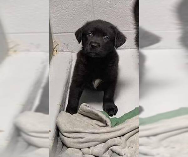 Medium Photo #1 Labrador Retriever-Unknown Mix Puppy For Sale in The Woodlands, TX, USA