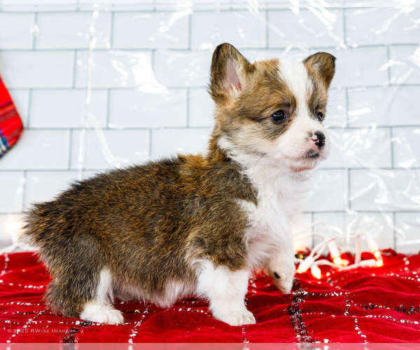 Medium Photo #7 Cardigan Welsh Corgi Puppy For Sale in WAKARUSA, IN, USA