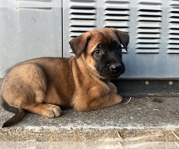 Medium Photo #1 Belgian Malinois-Dutch Shepherd Dog Mix Puppy For Sale in BERRYVILLE, VA, USA