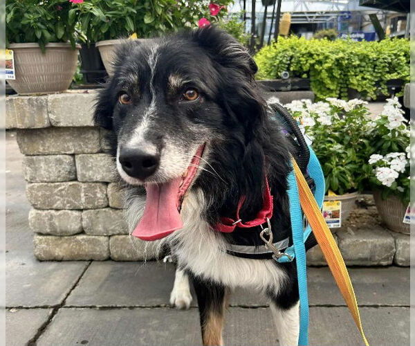 Medium Photo #1 Border Collie-Unknown Mix Puppy For Sale in Las Vegas, NV, USA