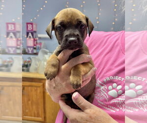 Vespa - Female Mutt Dog for Adoption - Photo #3