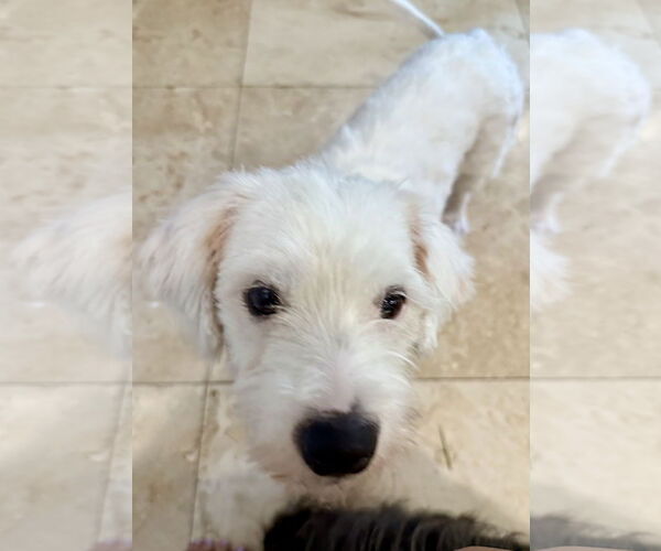 Medium Photo #2 Mutt Puppy For Sale in Boca Raton, FL, USA